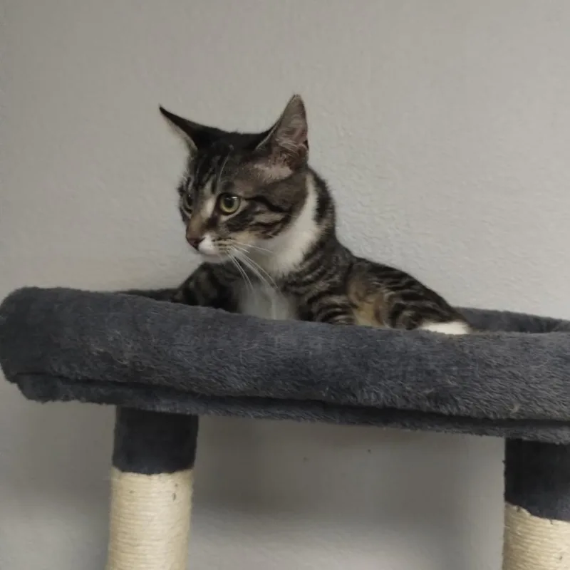 A baby medium-sized male Domestic Short Hair cat named Sokka for adoption in San Jacinto, CA