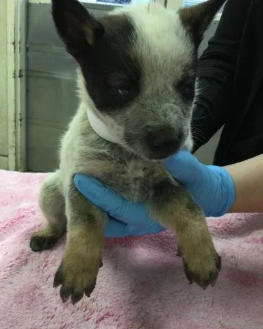 A baby small-sized female Siberian Husky dog named Venus for adoption in Riverside, CA