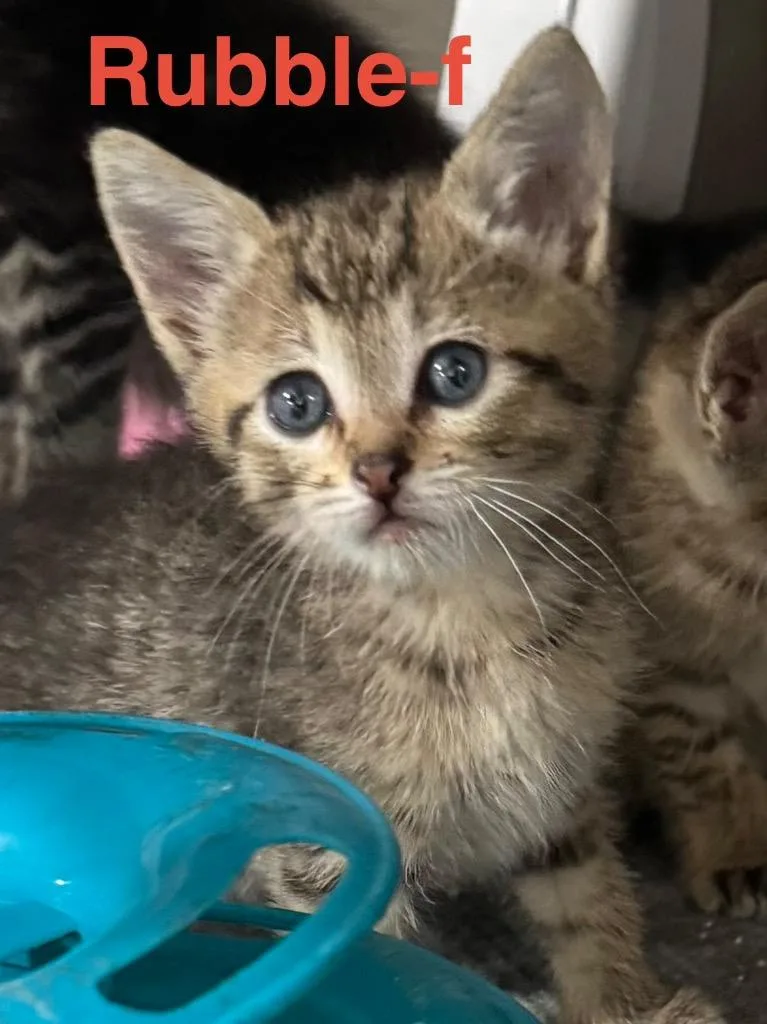 A baby small-sized female Tabby cat named Rubble for adoption in Brookhaven, MS