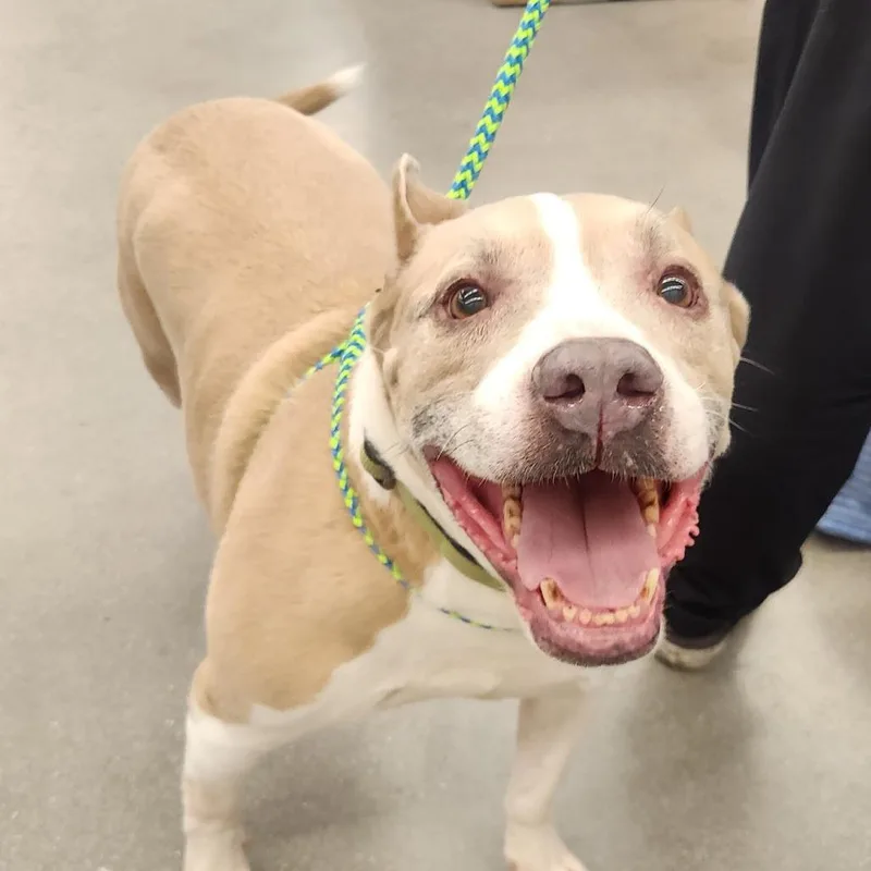 An adult medium-sized male Pit Bull Terrier dog named Marley VIP for adoption in Las Vegas, NV