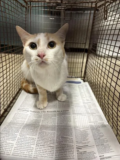 An adult medium-sized male Domestic Short Hair cat named Chow for adoption in Chatsworth, CA