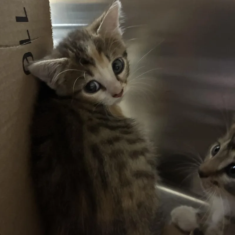 A baby small-sized male Brown / Chocolate Domestic Short Hair cat named Spicy for adoption in Windsor, VA