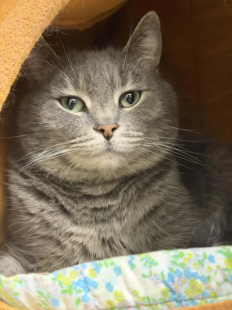 An adult medium-sized female Tabby (Gray / Blue / Silver) Domestic Short Hair cat named Betty for adoption in Martinsville, IN