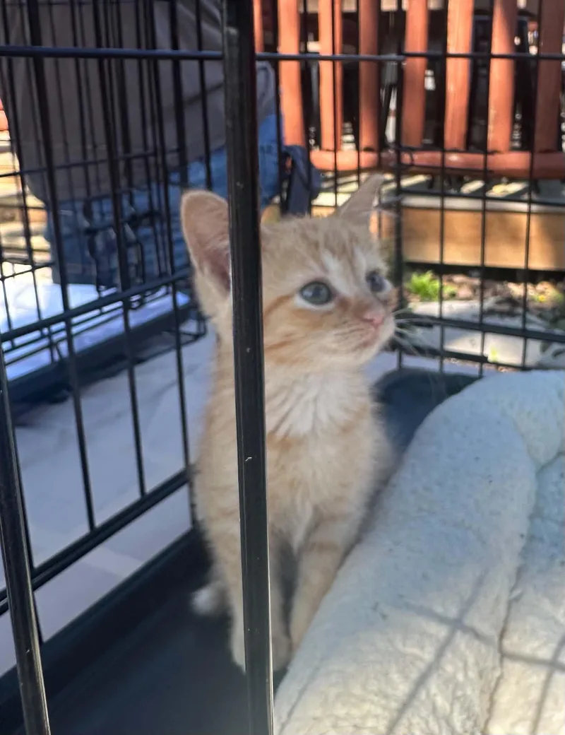 A baby medium-sized female Orange / Red Domestic Short Hair cat named Dolly Purrton for adoption in Crown Point, IN