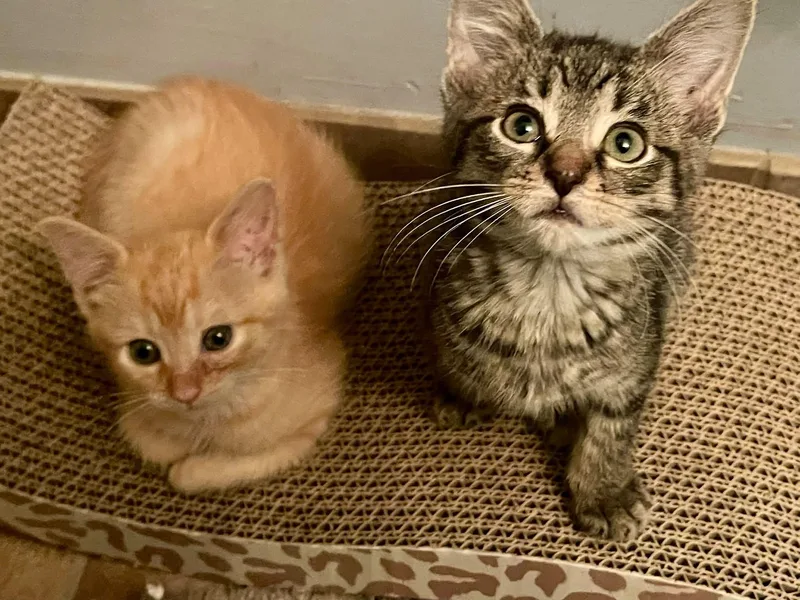 Dolly Purrton thumbnail 2