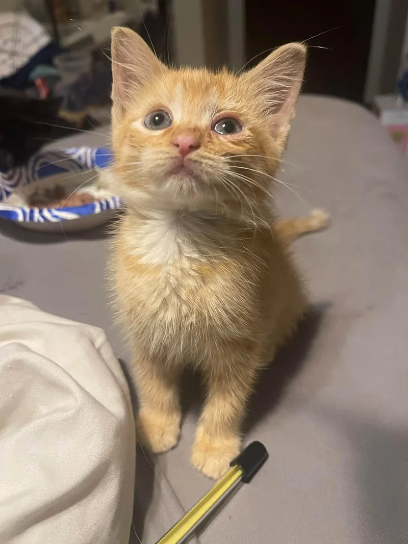 Dolly Purrton thumbnail 4