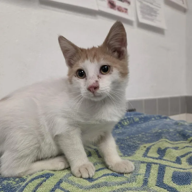 A baby small-sized male Domestic Short Hair cat named Keith Gandor for adoption in Austin, TX