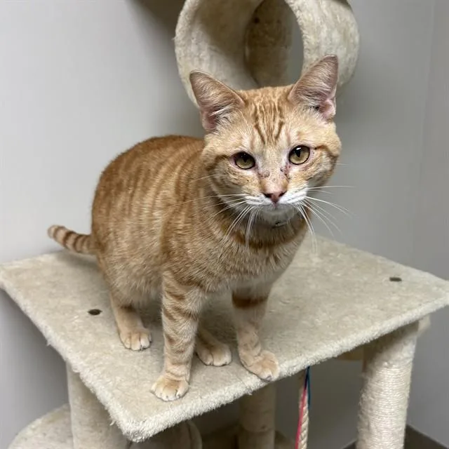 A young small-sized male Domestic Short Hair cat named Wheeler for adoption in Agoura, CA