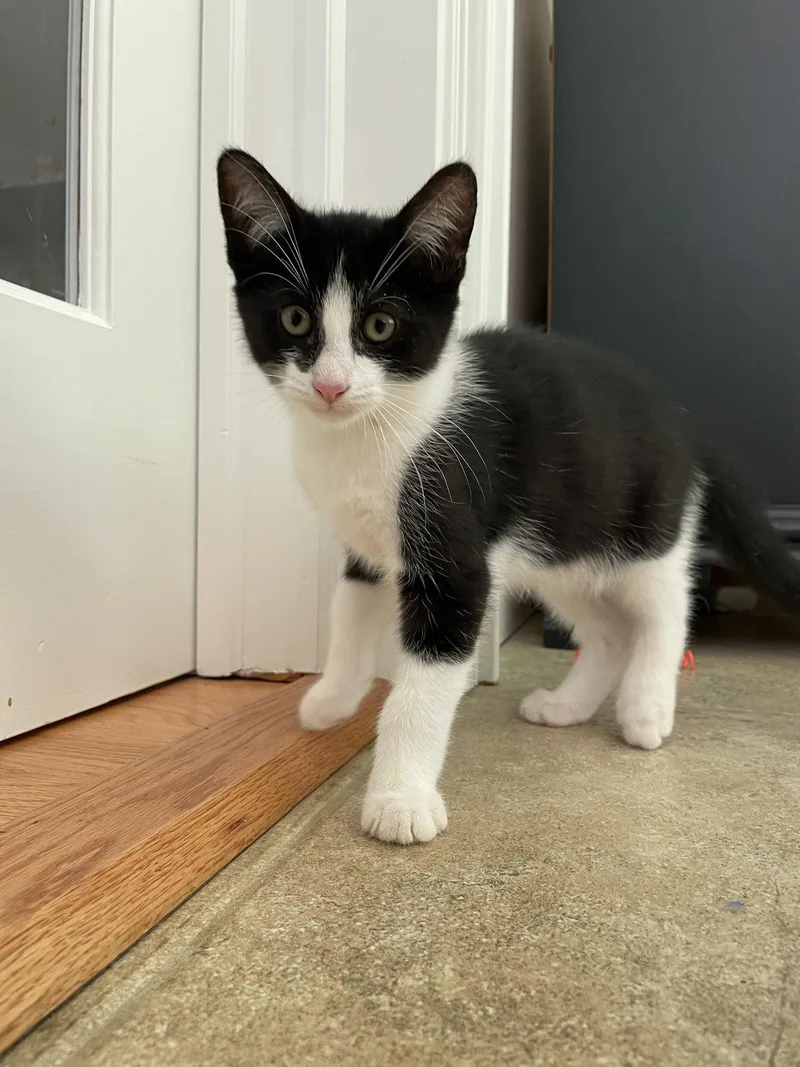 A baby medium-sized male Black & White / Tuxedo Domestic Short Hair cat named Pablo for adoption in Broomall, PA