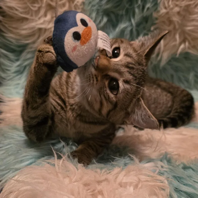 A baby small-sized female Gray / Blue / Silver Domestic Short Hair cat named Selene for adoption in Glenfield, NY