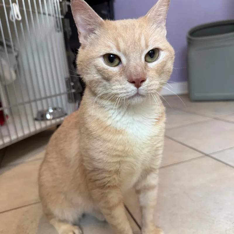 An adult medium-sized male Orange / Red Domestic Short Hair cat named Rusty for adoption in Los Angeles, CA