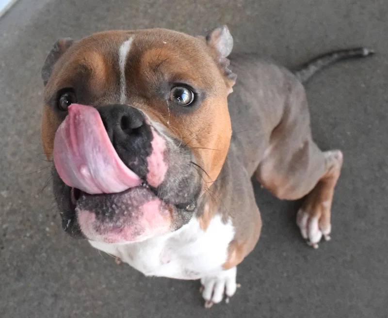 An adult medium-sized male Brown / Chocolate Pit Bull Terrier dog named #22039 for adoption in Broken Arrow, OK