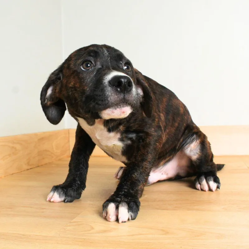 Buster D thumbnail 4