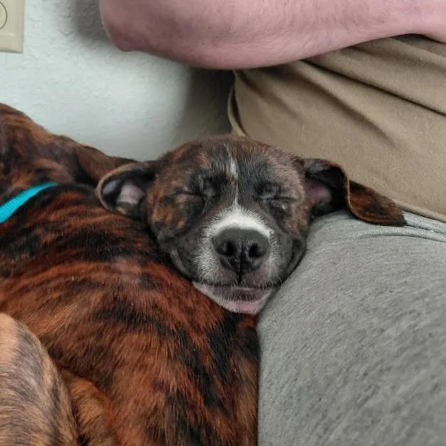 Buster D thumbnail 6