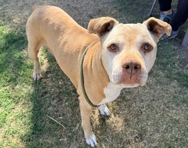 An adult large-sized female American Staffordshire Terrier dog named Blanche for adoption in Tulare, CA