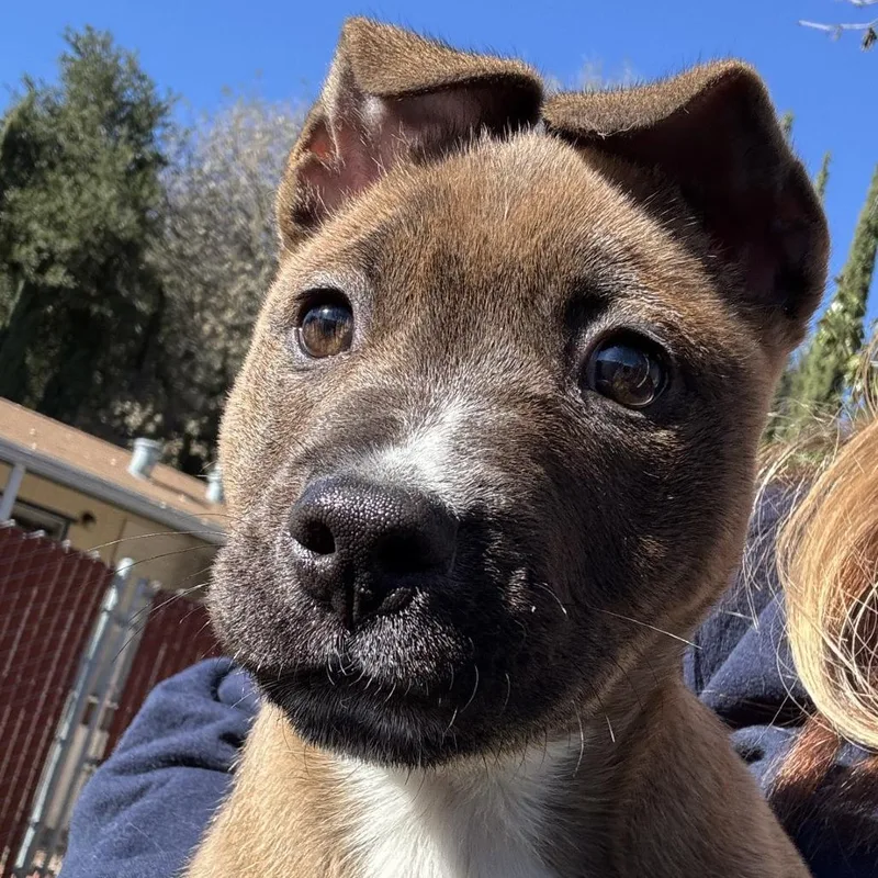 A young medium-sized female Brown / Chocolate Pit Bull Terrier dog named Astra for adoption in Buellton, CA