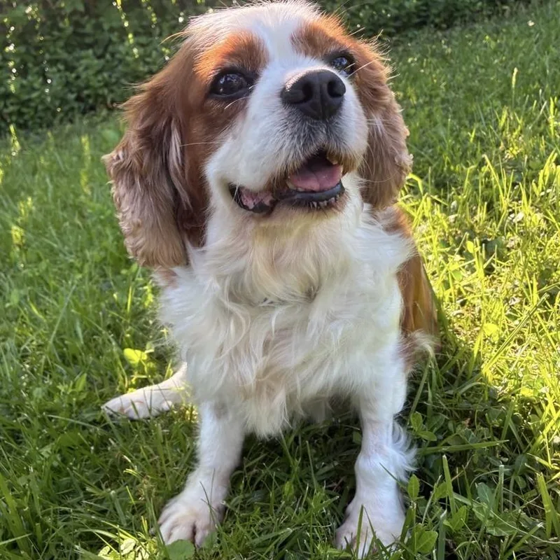 Delilah