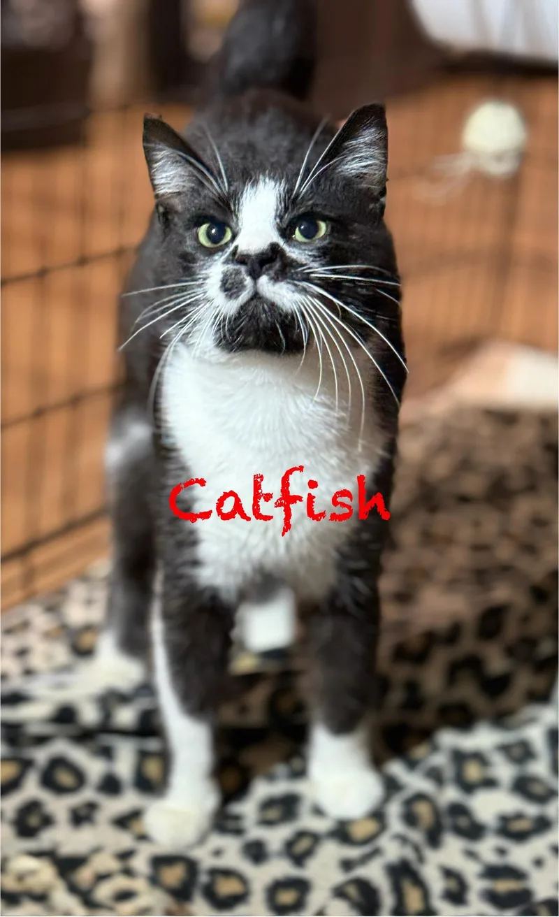 A young medium-sized male Black & White / Tuxedo Domestic Short Hair cat named Catfish for adoption in Pawleys Island, SC