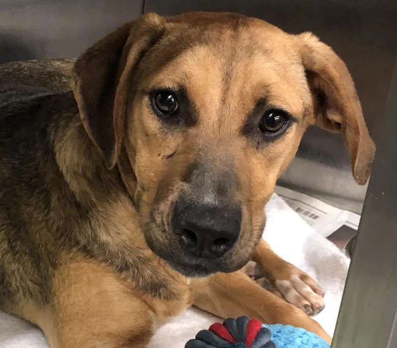 A young medium-sized male Black Mixed Breed dog named Jordan for adoption in Parma, OH