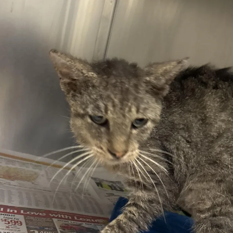 An adult large-sized male Brown / Chocolate Domestic Short Hair cat named Crustopher for adoption in Corpus Christi, TX