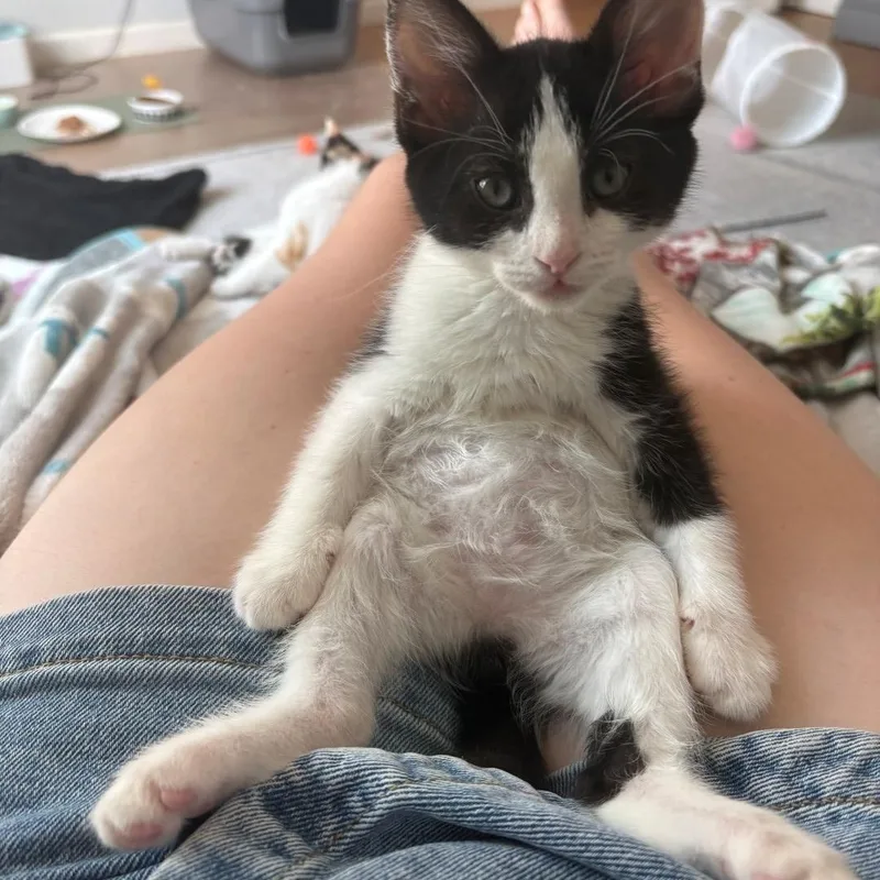 A baby small-sized female Black Domestic Short Hair cat named Pepper Avery for adoption in Morrison, CO
