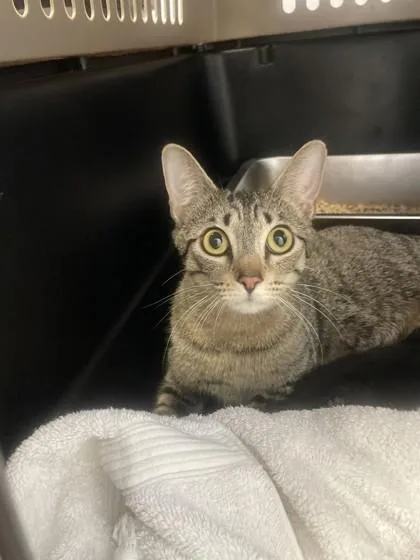 An adult small-sized female Domestic Short Hair cat named Dove for adoption in Lawrenceville, GA
