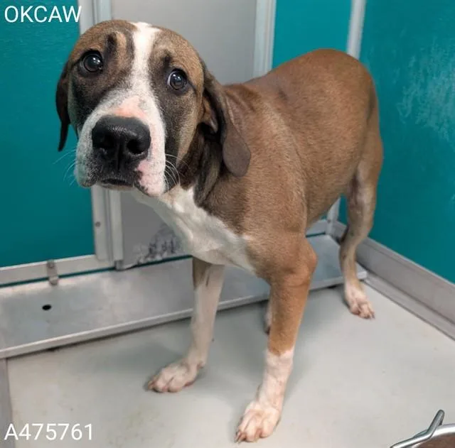 A young large-sized male Hound dog named A for adoption in Oklahoma City, OK