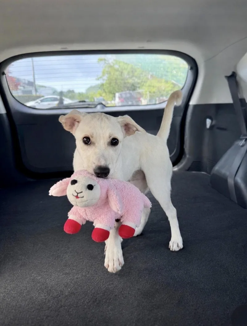 A baby medium-sized female Yellow Labrador Retriever dog named Claire for adoption in New York, NY