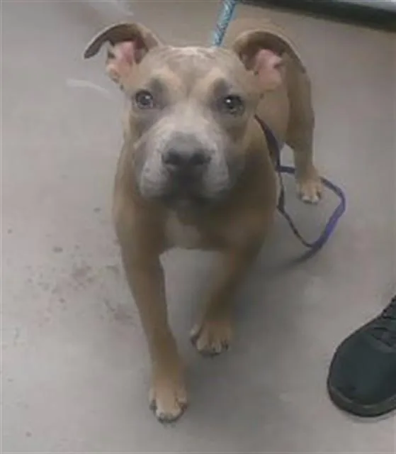 A young large-sized female Pit Bull Terrier dog named Confetti for adoption in Phoenix, AZ