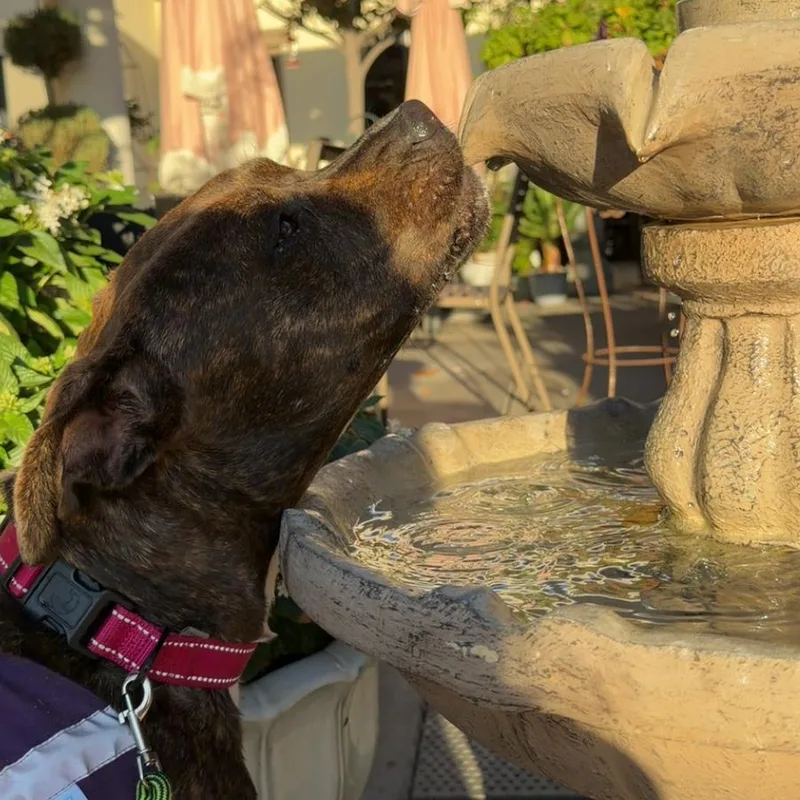 A baby medium-sized female Pit Bull Terrier dog named Stormy for adoption in San Diego, CA