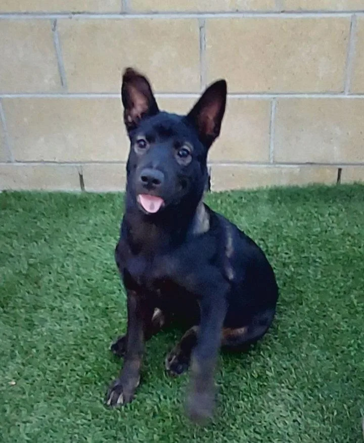 A young medium-sized female Shepherd dog named Allie for adoption in Mentone, CA
