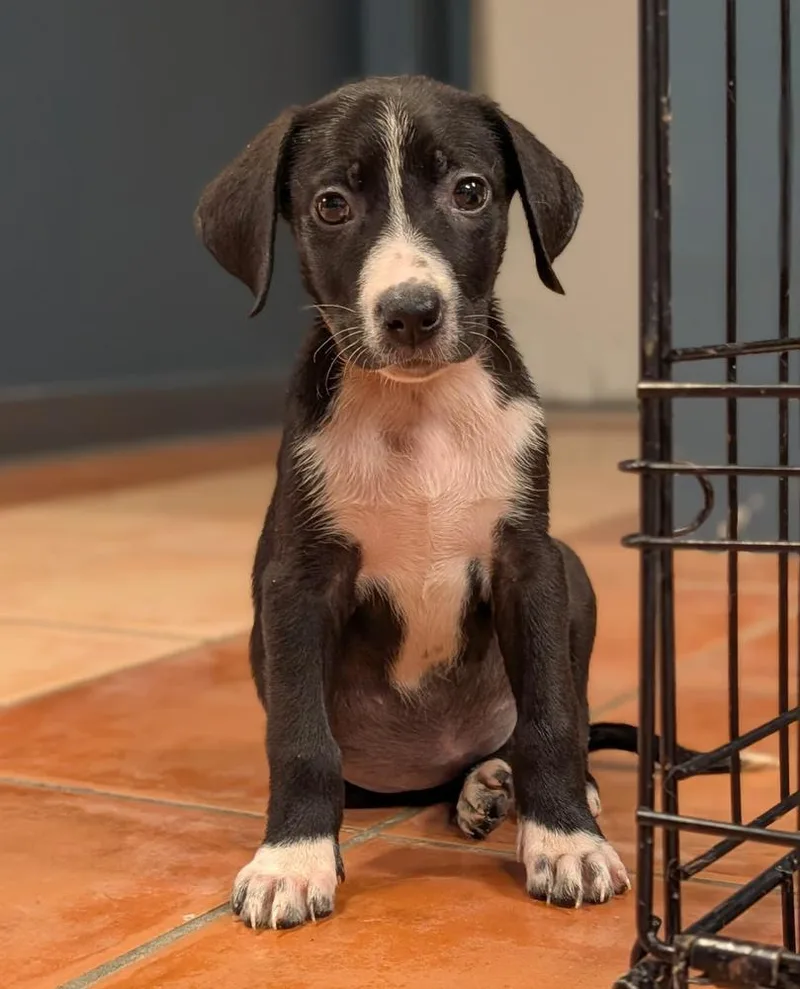 Roxie  Blytheville Litter