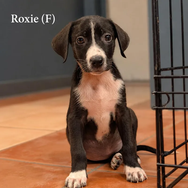 Roxie  Blytheville Litter thumbnail 3