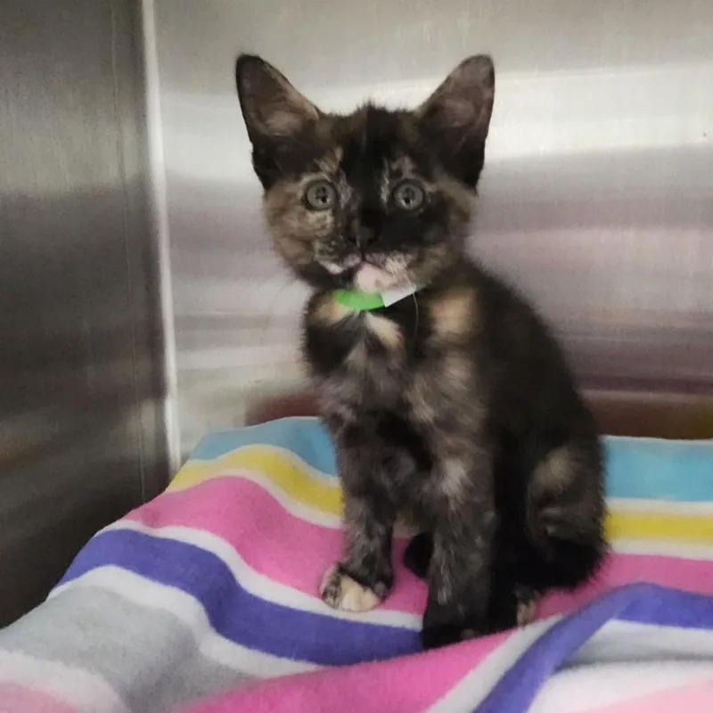 A baby small-sized female Black Domestic Short Hair cat named Martha for adoption in Fort Wayne, IN