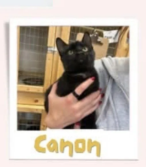 A baby medium-sized male Black Domestic Short Hair cat named Canon for adoption in Detroit Lakes, MN