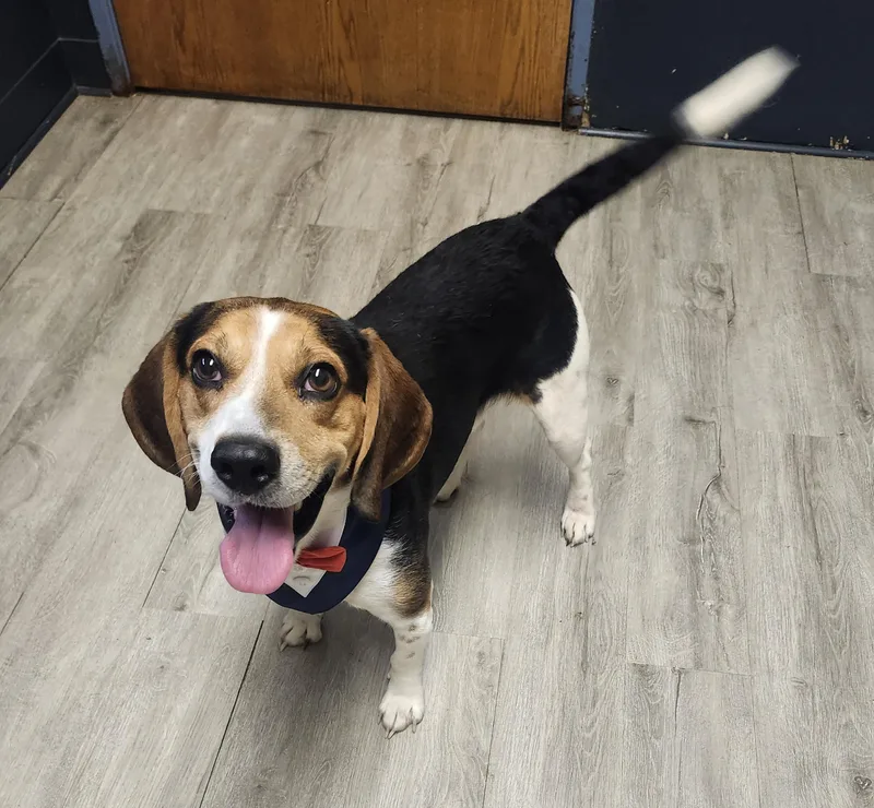 A young small-sized male Tricolor (Brown, Black, & White) Beagle dog named Tallahassee for adoption in Mansfield, OH
