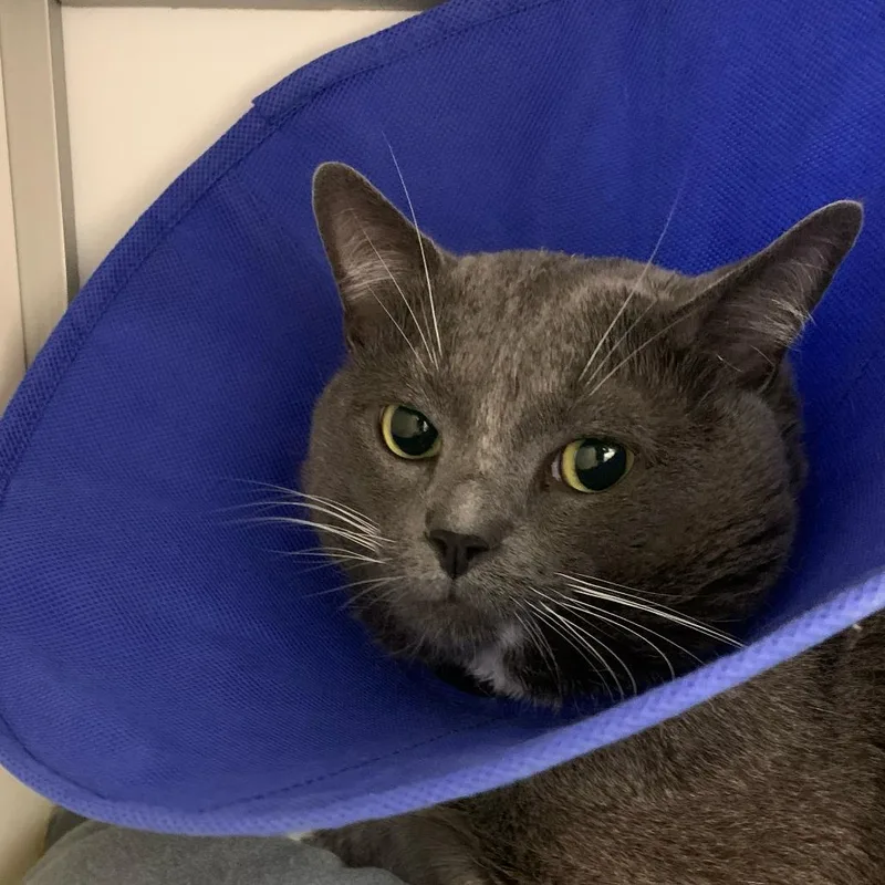 An adult large-sized male Gray / Blue / Silver Domestic Short Hair cat named Shadow for adoption in Boston, MA