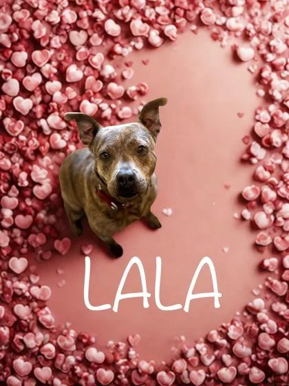 Lala thumbnail 3