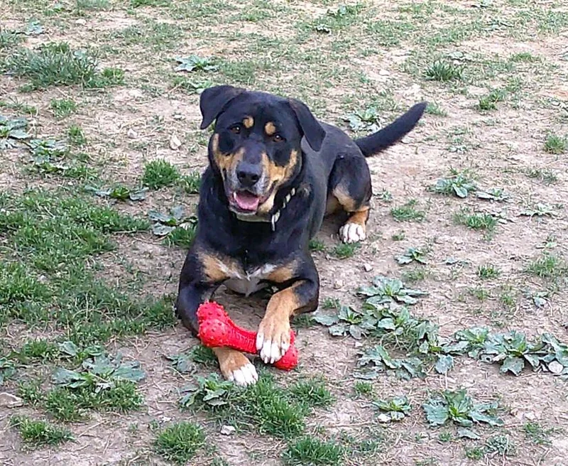 An adult large-sized male Tricolor (Brown, Black, & White) Bernese Mountain Dog dog named Dobie for adoption in Pegram, TN