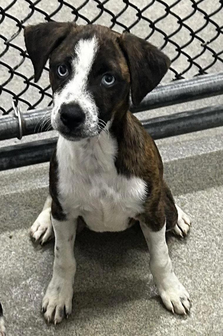 A young medium-sized female Black Mouth Cur dog named Brinkley mo for adoption in Sterling, MA