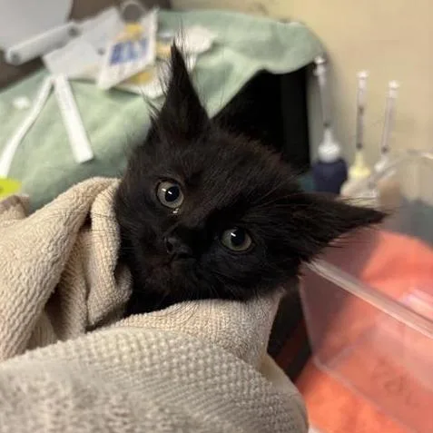 A baby small-sized male Black Domestic Short Hair cat named Guppie for adoption in Pasadena, CA