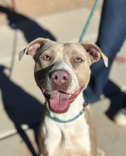 A baby large-sized female White / Cream Pit Bull Terrier dog named Starburst for adoption in El Paso, TX