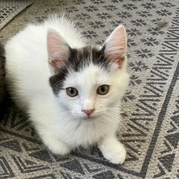 A baby small-sized male White Domestic Short Hair cat named Henry In Stevensville for adoption in Alexandria, VA