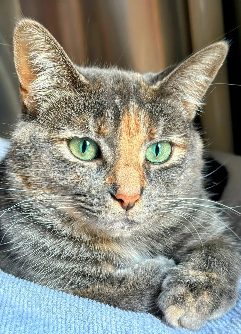 An adult medium-sized female Dilute Tortoiseshell cat named Bea for adoption in Bellaire, MI