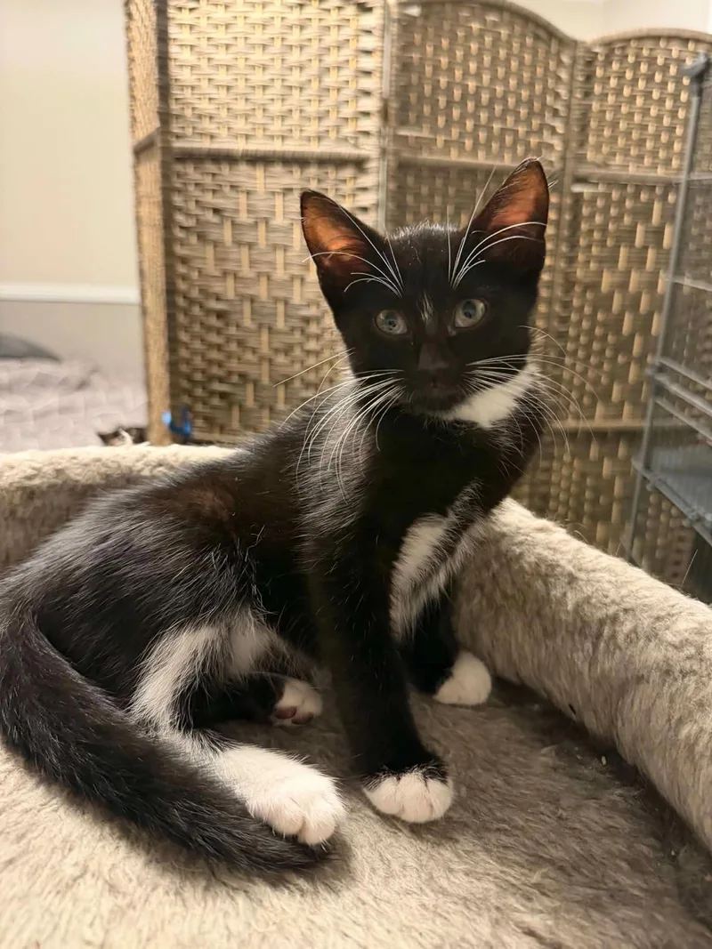 A baby medium-sized male Black & White / Tuxedo Domestic Short Hair cat named SpongeBob for adoption in Wading River, NY