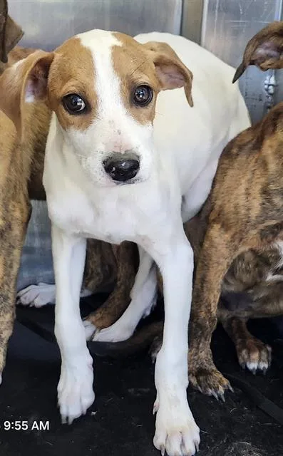 A baby small-sized male American Staffordshire Terrier dog named Jonny Bravo for adoption in San Antonio, TX