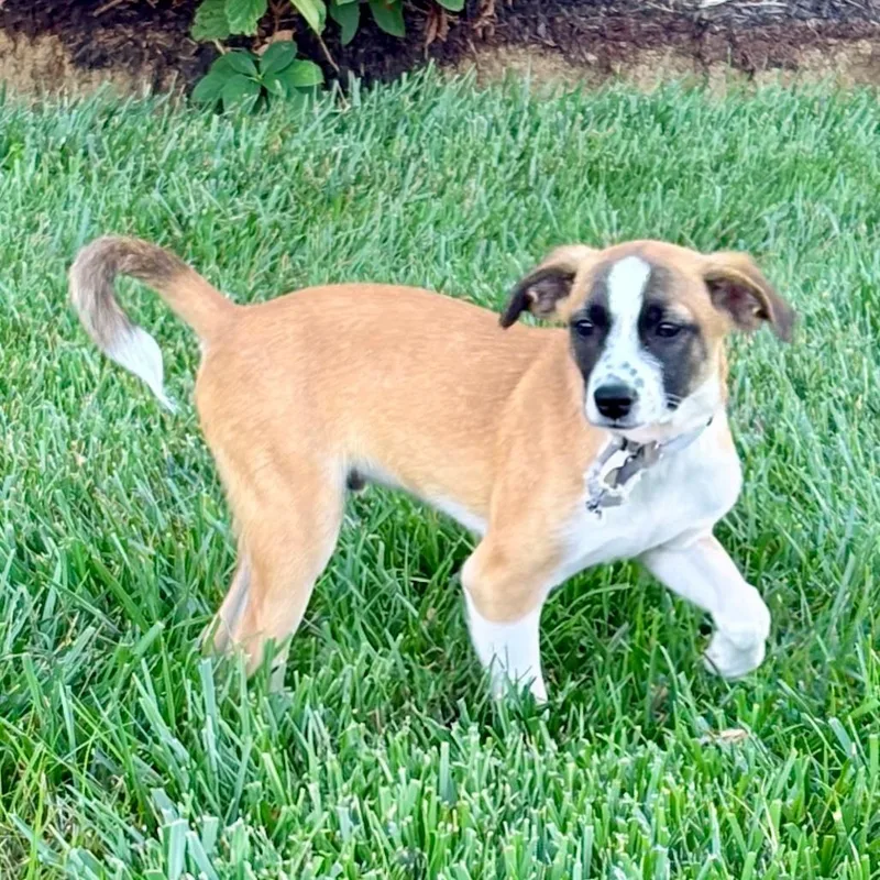 A baby medium-sized male Terrier dog named Peanut for adoption in La Grange, KY