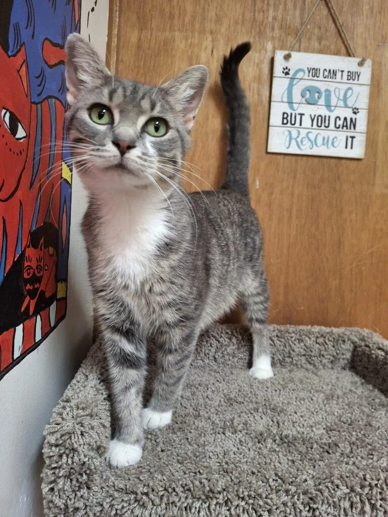 An adult medium-sized female Tabby cat named Magnolia for adoption in Ironwood, MI