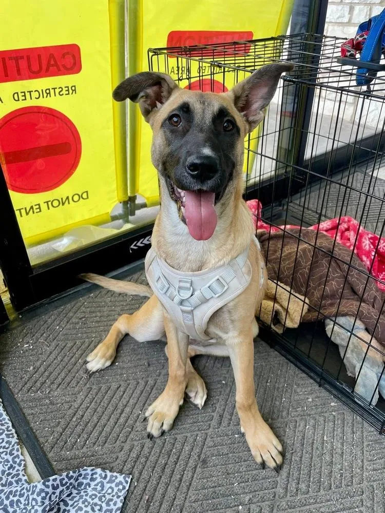 A young medium-sized female Belgian Shepherd / Malinois dog named Rapunzel for adoption in Shawnee, OK