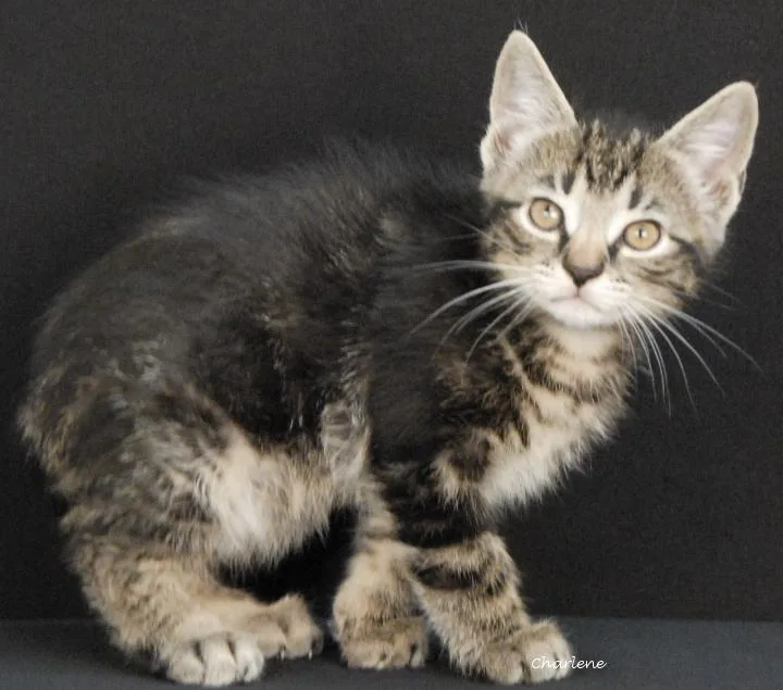 A baby medium-sized male Tabby (Tiger Striped) Domestic Short Hair cat named Bonfire for adoption in Newland, NC